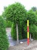 Thuja plicata Stammkugel